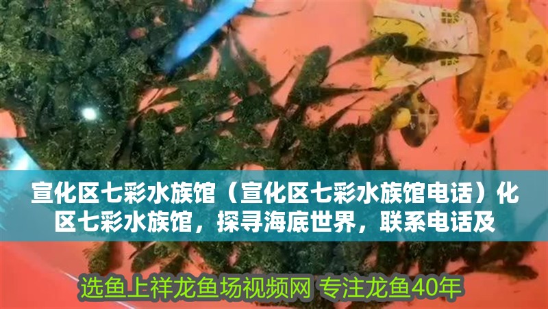 宣化區七彩水族館（宣化區七彩水族館電話）化區七彩水族館，探尋海底世界，聯系電話及