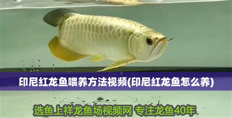 印尼紅龍魚喂養方法視頻(印尼紅龍魚怎么養)