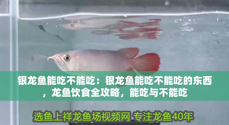 銀龍魚能吃不能吃：銀龍魚能吃不能吃的東西，龍魚飲食全攻略，能吃與不能吃