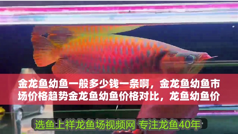 金龍魚幼魚一般多少錢一條啊，金龍魚幼魚市場價格趨勢金龍魚幼魚價格對比，龍魚幼魚價格探秘，一般多少錢、市場趨勢及 金龍魚幼魚一般多少錢一條啊，金龍魚幼魚市場價格趨勢金龍魚幼魚價格對比，龍魚幼魚價格探秘，一般多少錢、市場趨勢及 龍魚百科 第6張