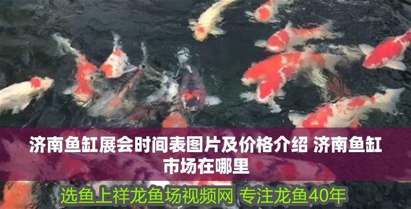 濟南魚缸展會時間表圖片及價格介紹 濟南魚缸市場在哪里 紅龍魚百科 第1張 濟南魚缸展會時間表圖片及價格介紹 濟南魚缸市場在哪里 濟南魚缸展會時間表圖片及價格介紹 濟南魚缸市場在哪里 紅龍魚百科 第1張