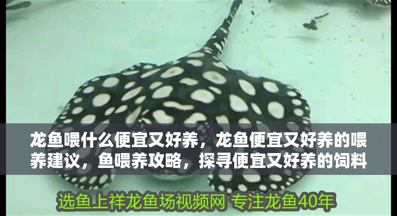 龍魚喂什么便宜又好養，龍魚便宜又好養的喂養建議，魚喂養攻略，探尋便宜又好養的飼料及實用喂養
