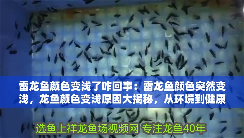 雷龍魚顏色變淺了咋回事：雷龍魚顏色突然變淺，龍魚顏色變淺原因大揭秘，從環境到健康全 雷龍魚顏色變淺了咋回事：雷龍魚顏色突然變淺，龍魚顏色變淺原因大揭秘，從環境到健康全 水族問答