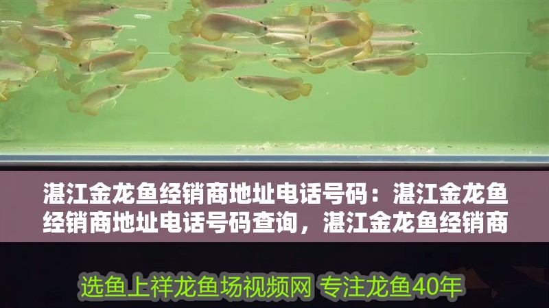 湛江金龍魚經(jīng)銷商地址電話號碼：湛江金龍魚經(jīng)銷商地址電話號碼查詢，湛江金龍魚經(jīng)銷商地址電話查詢指南
