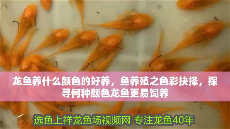 龍魚養什么顏色的好養，魚養殖之色彩抉擇，探尋何種顏色龍魚更易飼養