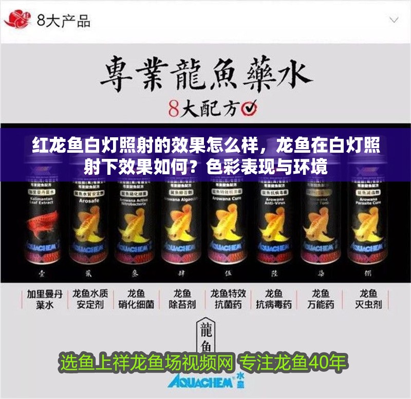 紅龍魚白燈照射的效果怎么樣，龍魚在白燈照射下效果如何？色彩表現與環境