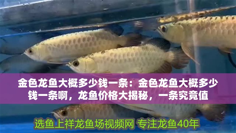 金色龍魚大概多少錢一條：金色龍魚大概多少錢一條啊，龍魚價格大揭秘，一條究竟值 金色龍魚大概多少錢一條：金色龍魚大概多少錢一條啊，龍魚價格大揭秘，一條究竟值 水族問答