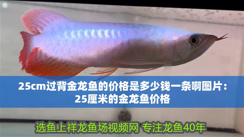 25cm過背金龍魚的價格是多少錢一條啊圖片：25厘米的金龍魚價格