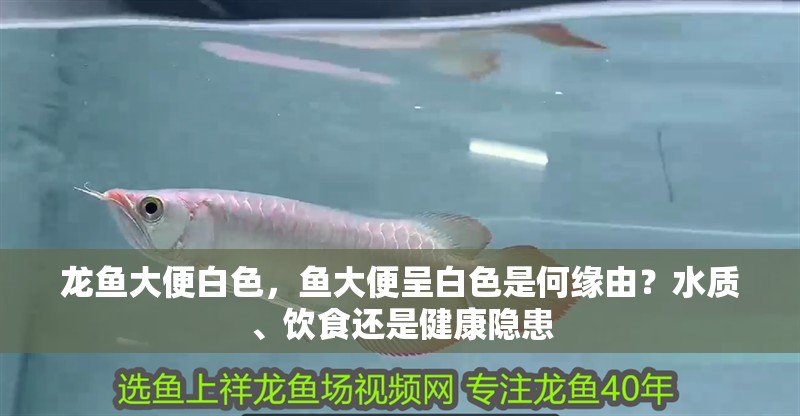 龍魚大便白色，魚大便呈白色是何緣由？水質、飲食還是健康隱患