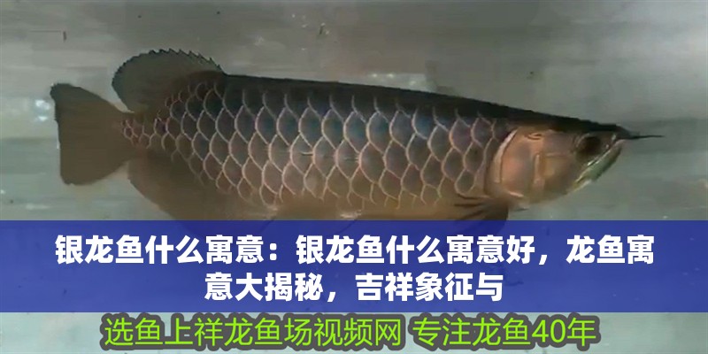 銀龍魚什么寓意:銀龍魚什么寓意好,龍魚寓意大揭秘,吉祥象征與 水族問答 銀龍魚什么寓意:銀龍魚什么寓意好,龍魚寓意大揭秘,吉祥象征與 銀龍魚什么寓意:銀龍魚什么寓意好,龍魚寓意大揭秘,吉祥象征與 水族問答