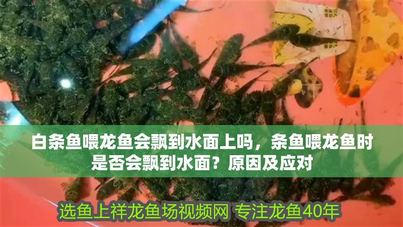 白條魚喂龍魚會飄到水面上嗎，條魚喂龍魚時是否會飄到水面？原因及應對