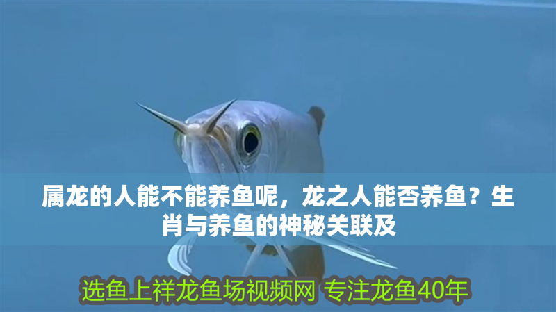 屬龍的人能不能養(yǎng)魚呢，龍之人能否養(yǎng)魚？生肖與養(yǎng)魚的神秘關聯(lián)及