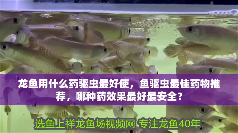 龍魚用什么藥驅(qū)蟲最好使，魚驅(qū)蟲最佳藥物推薦，哪種藥效果最好最安全？