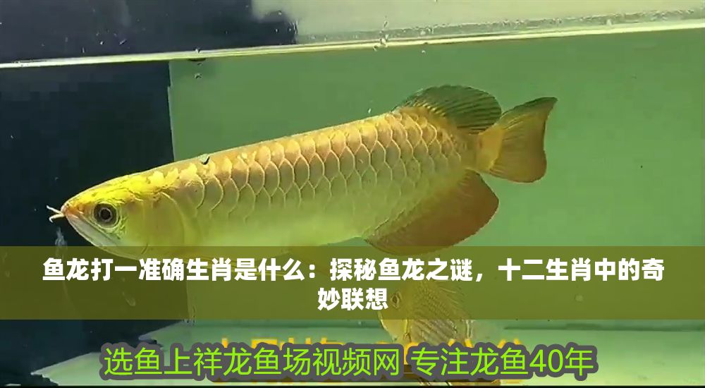 魚龍打一準確生肖是什么：探秘魚龍之謎，十二生肖中的奇妙聯想
