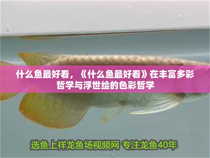 什么魚最好看，《什么魚最好看》在豐富多彩哲學與浮世繪的色彩哲學 什么魚最好看，《什么魚最好看》在豐富多彩哲學與浮世繪的色彩哲學 龍魚論壇