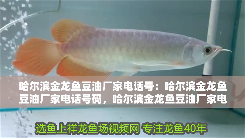 哈爾濱金龍魚豆油廠家電話號：哈爾濱金龍魚豆油廠家電話號碼，哈爾濱金龍魚豆油廠家電話號