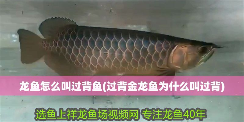 龍魚怎么叫過背魚(過背金龍魚為什么叫過背)