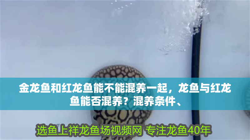 金龍魚和紅龍魚能不能混養一起，龍魚與紅龍魚能否混養？混養條件、