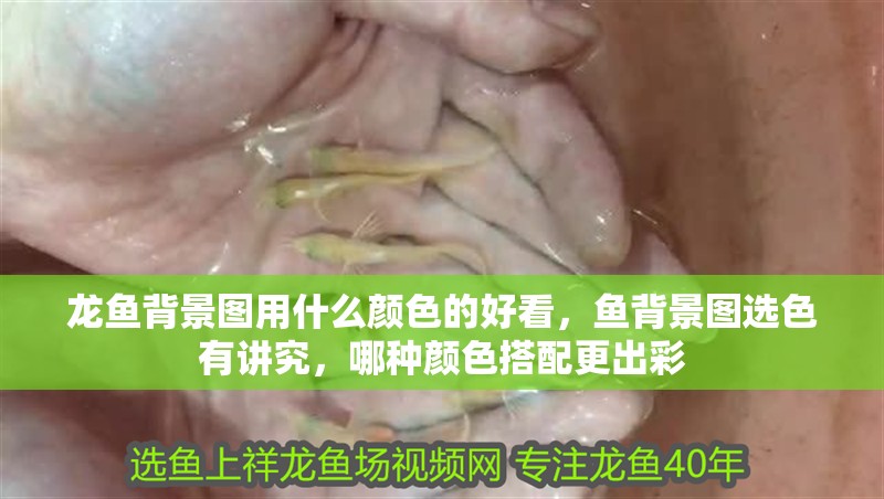 龍魚背景圖用什么顏色的好看，魚背景圖選色有講究，哪種顏色搭配更出彩