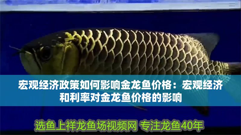 宏觀經濟政策如何影響金龍魚價格：宏觀經濟和利率對金龍魚價格的影響 宏觀經濟政策如何影響金龍魚價格：宏觀經濟和利率對金龍魚價格的影響 金龍魚百科 第2張