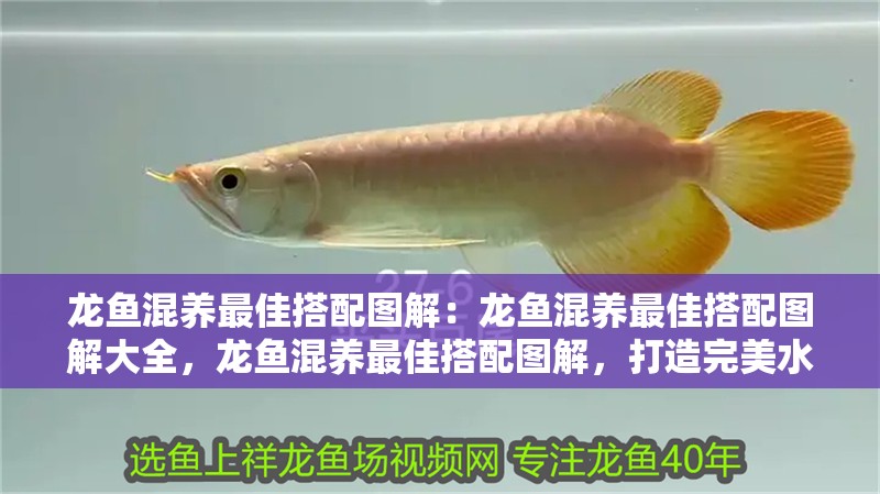 龍魚混養最佳搭配圖解：龍魚混養最佳搭配圖解大全，龍魚混養最佳搭配圖解，打造完美水族生態 龍魚混養最佳搭配圖解：龍魚混養最佳搭配圖解大全，龍魚混養最佳搭配圖解，打造完美水族生態 水族問答