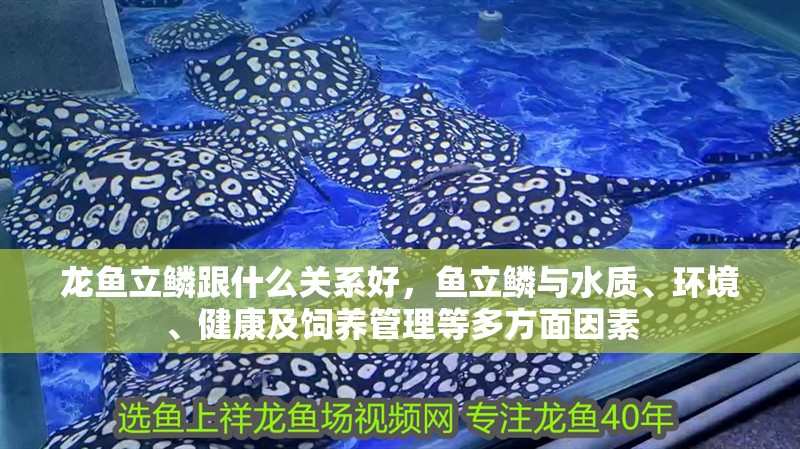 龍魚立鱗跟什么關系好，魚立鱗與水質、環境、健康及飼養管理等多方面因素