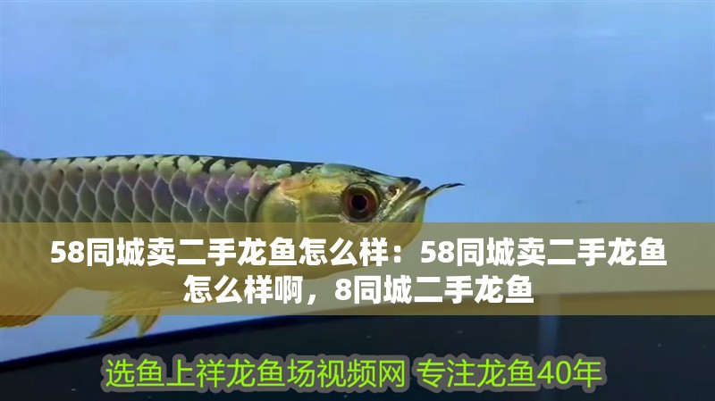 58同城賣二手龍魚怎么樣：58同城賣二手龍魚怎么樣啊，8同城二手龍魚
