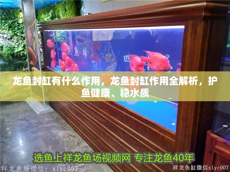 龍魚封缸有什么作用，龍魚封缸作用全解析，護魚健康、穩水質