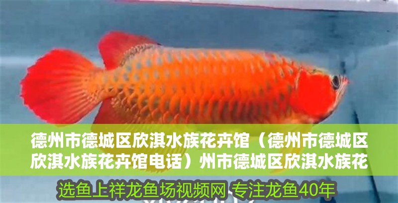 德州市德城區欣淇水族花卉館（德州市德城區欣淇水族花卉館電話）州市德城區欣淇水族花卉館，電話及特色水