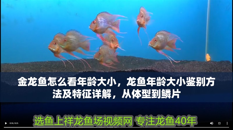 金龍魚怎么看年齡大小，龍魚年齡大小鑒別方法及特征詳解，從體型到鱗片