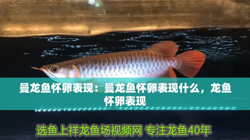 曼龍魚懷卵表現：曼龍魚懷卵表現什么，龍魚懷卵表現