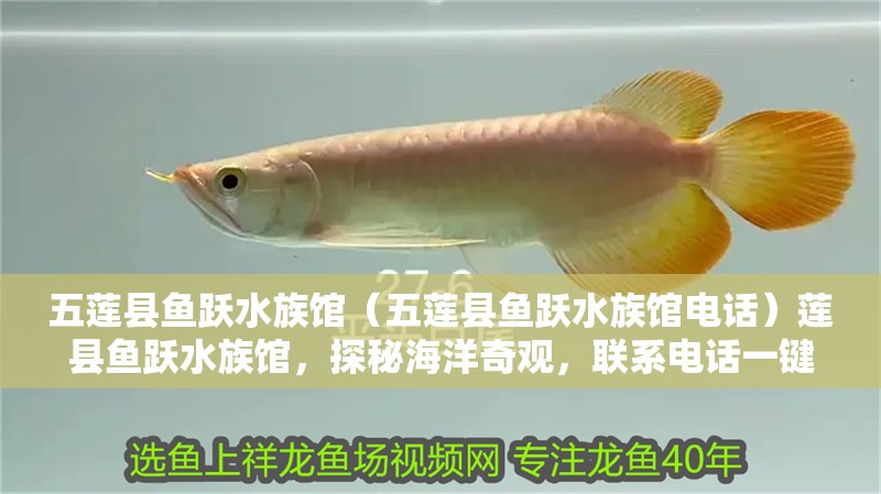 五蓮縣魚躍水族館（五蓮縣魚躍水族館電話）蓮縣魚躍水族館，探秘海洋奇觀，聯系電話一鍵
