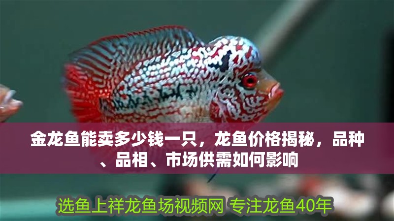 金龍魚能賣多少錢一只，龍魚價格揭秘，品種、品相、市場供需如何影響