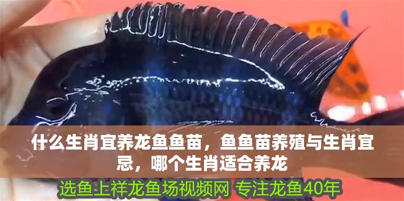 什么生肖宜養(yǎng)龍魚魚苗，魚魚苗養(yǎng)殖與生肖宜忌，哪個(gè)生肖適合養(yǎng)龍