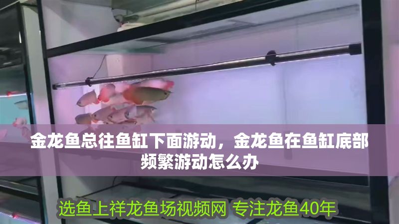金龍魚總往魚缸下面游動,金龍魚在魚缸底部頻繁游動怎么辦 魚缸百科 第2張 金龍魚總往魚缸下面游動,金龍魚在魚缸底部頻繁游動怎么辦 金龍魚總往魚缸下面游動,金龍魚在魚缸底部頻繁游動怎么辦 魚缸百科 第2張