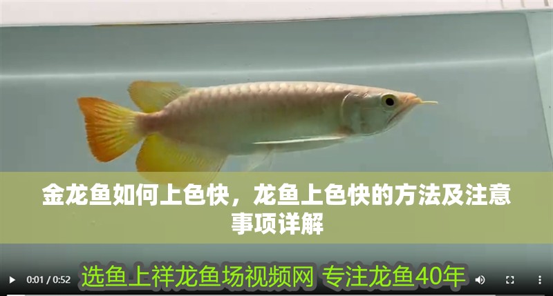 金龍魚如何上色快，龍魚上色快的方法及注意事項(xiàng)詳解