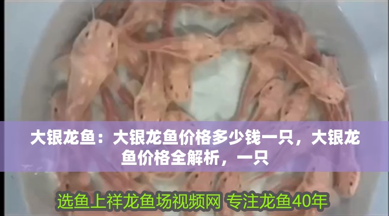 大銀龍魚：大銀龍魚價格多少錢一只，大銀龍魚價格全解析，一只