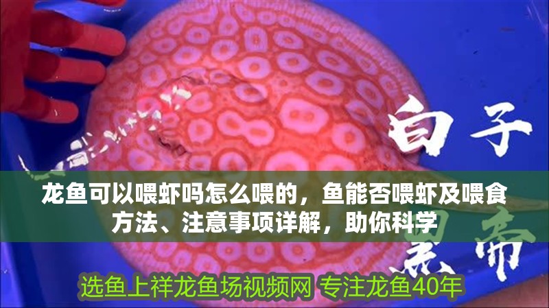 龍魚可以喂蝦嗎怎么喂的，魚能否喂蝦及喂食方法、注意事項詳解，助你科學
