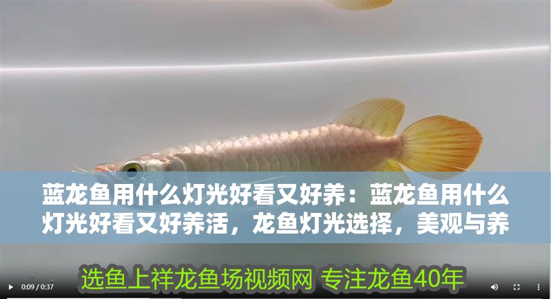 藍龍魚用什么燈光好看又好養：藍龍魚用什么燈光好看又好養活，龍魚燈光選擇，美觀與養護兼顧