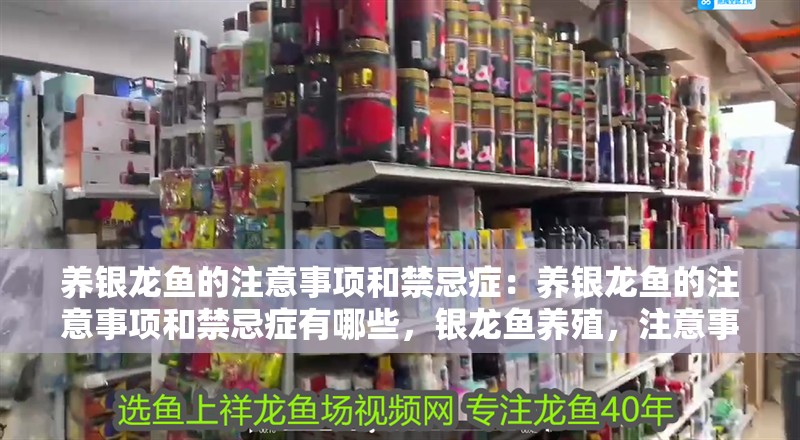 養(yǎng)銀龍魚的注意事項和禁忌癥：養(yǎng)銀龍魚的注意事項和禁忌癥有哪些，銀龍魚養(yǎng)殖，注意事項與禁忌癥