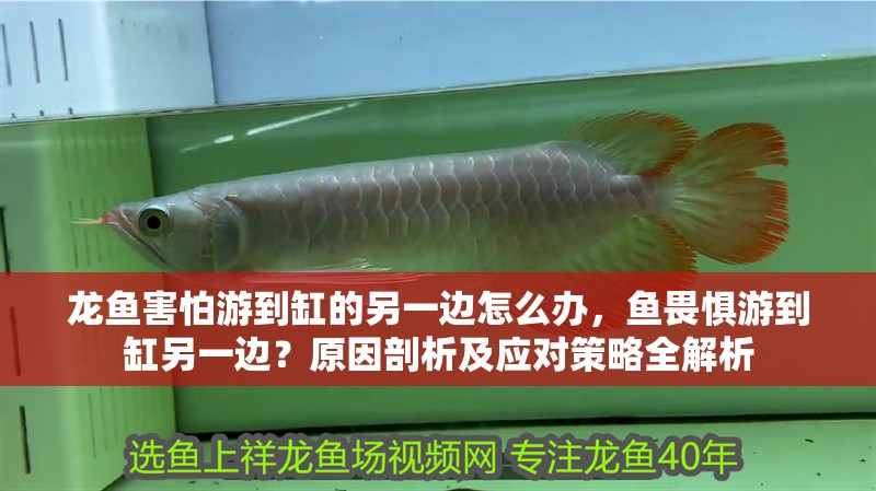 龍魚害怕游到缸的另一邊怎么辦，魚畏懼游到缸另一邊？原因剖析及應對策略全解析