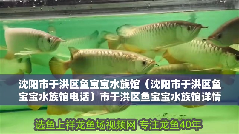 沈陽市于洪區魚寶寶水族館（沈陽市于洪區魚寶寶水族館電話）市于洪區魚寶寶水族館詳情及聯系電話信息匯總