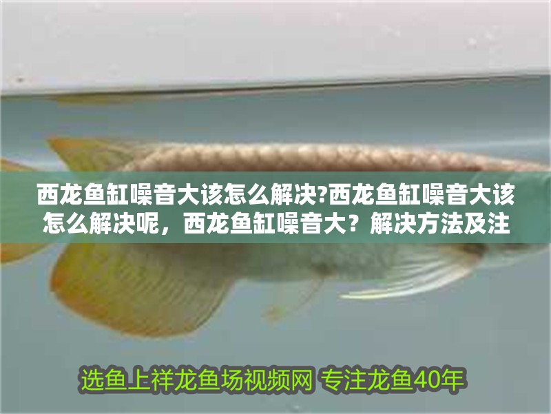 西龍魚缸噪音大該怎么解決?西龍魚缸噪音大該怎么解決呢，西龍魚缸噪音大？解決方法及注意事項(xiàng)