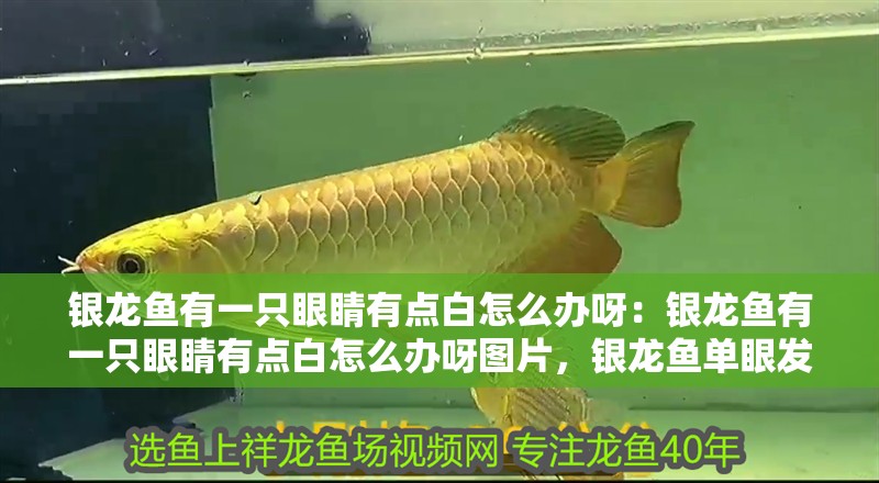 銀龍魚有一只眼睛有點白怎么辦呀：銀龍魚有一只眼睛有點白怎么辦呀圖片，銀龍魚單眼發白問題及
