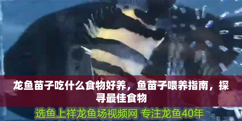 龍魚苗子吃什么食物好養(yǎng)，魚苗子喂養(yǎng)指南，探尋最佳食物 龍魚苗子吃什么食物好養(yǎng)，魚苗子喂養(yǎng)指南，探尋最佳食物 龍魚百科 第2張