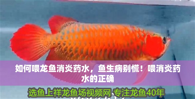 如何喂龍魚消炎藥水，魚生病別慌！喂消炎藥水的正確