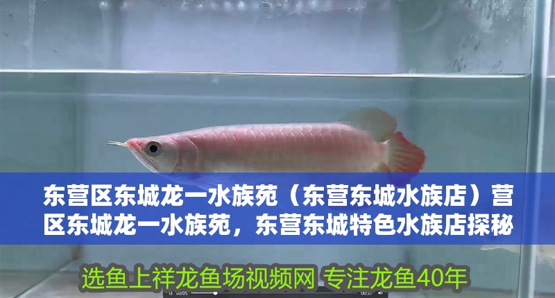 東營區東城龍一水族苑(東營東城水族店)營區東城龍一水族苑,東營東城特色水族店探秘 全國水族館企業名錄 第2張 東營區東城龍一水族苑(東營東城水族店)營區東城龍一水族苑,東營東城特色水族店探秘 東營區東城龍一水族苑(東營東城水族店)營區東城龍一水族苑,東營東城特色水族店探秘 全國水族館企業名錄 第2張