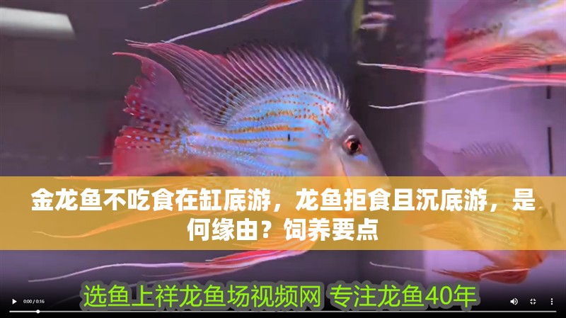 金龍魚不吃食在缸底游，龍魚拒食且沉底游，是何緣由？飼養要點