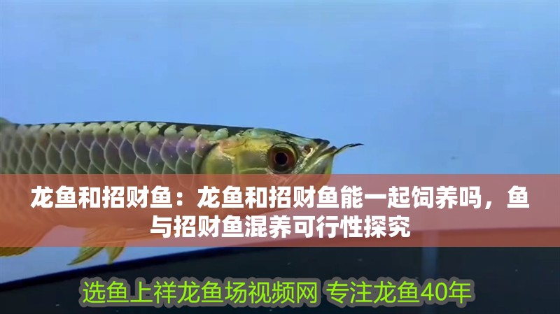 龍魚和招財魚：龍魚和招財魚能一起飼養(yǎng)嗎，魚與招財魚混養(yǎng)可行性探究