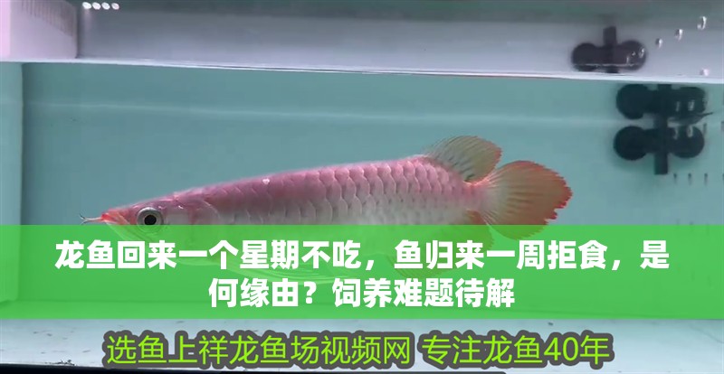 龍魚回來一個星期不吃，魚歸來一周拒食，是何緣由？飼養難題待解